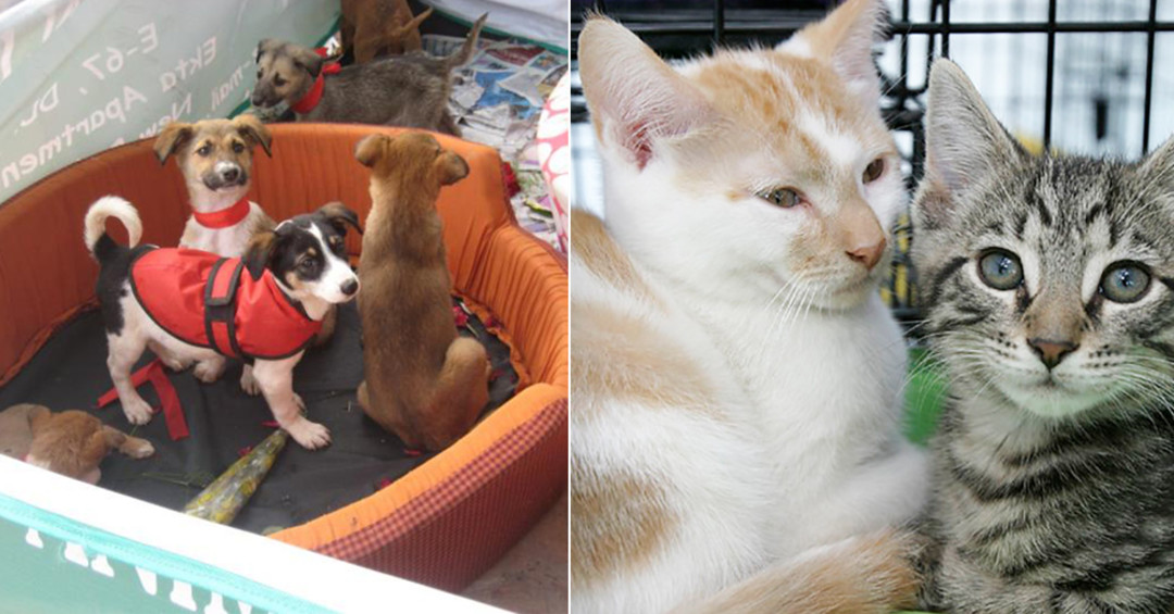 5 Best Animal NGOs In Delhi NCR For Animal Lovers | So Delhi 5 Best Animal NGOs In Delhi NCR For Animal Lovers | So Delhi