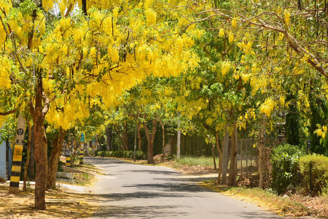 All The Various Kinds Of Trees Found In Delhi So Delhi