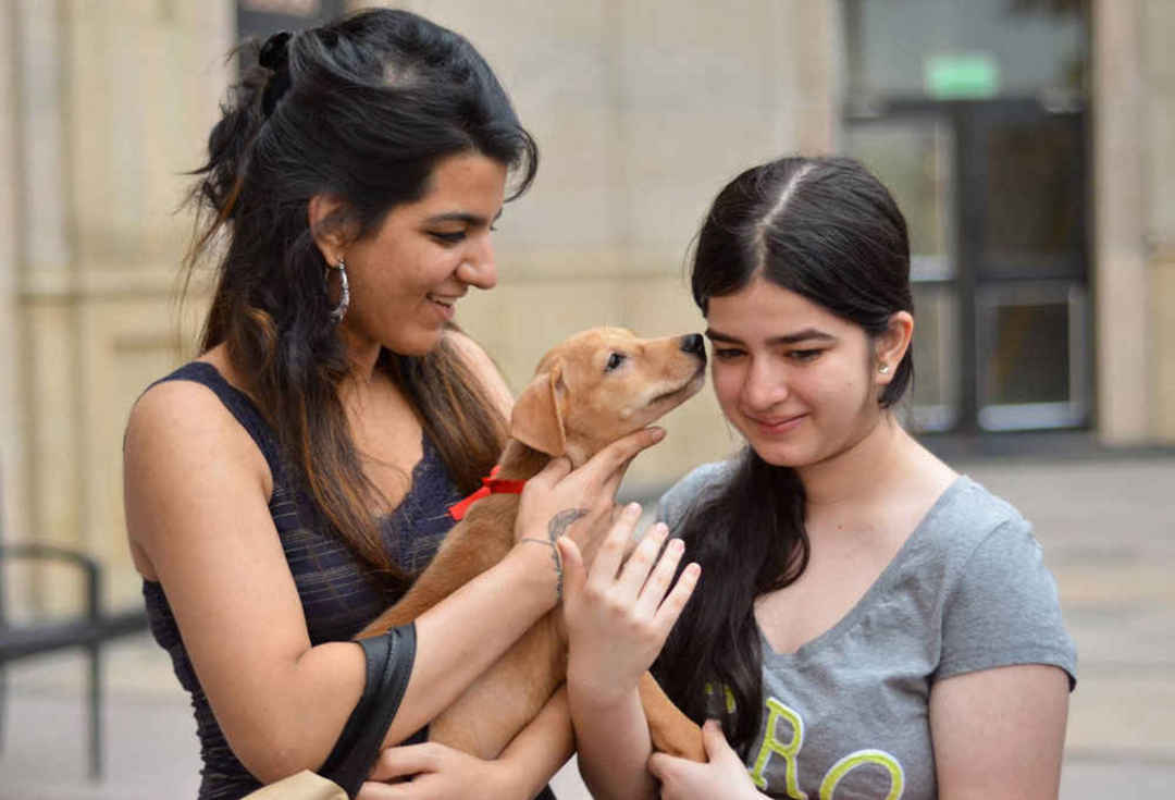Only The Very Best For Your Pets - These Are The Top Animal Shelters & Hospitals in Delhi | So Delhi Only The Very Best For Your Pets - These Are The Top Animal Shelters & Hospitals in Delhi | So Delhi