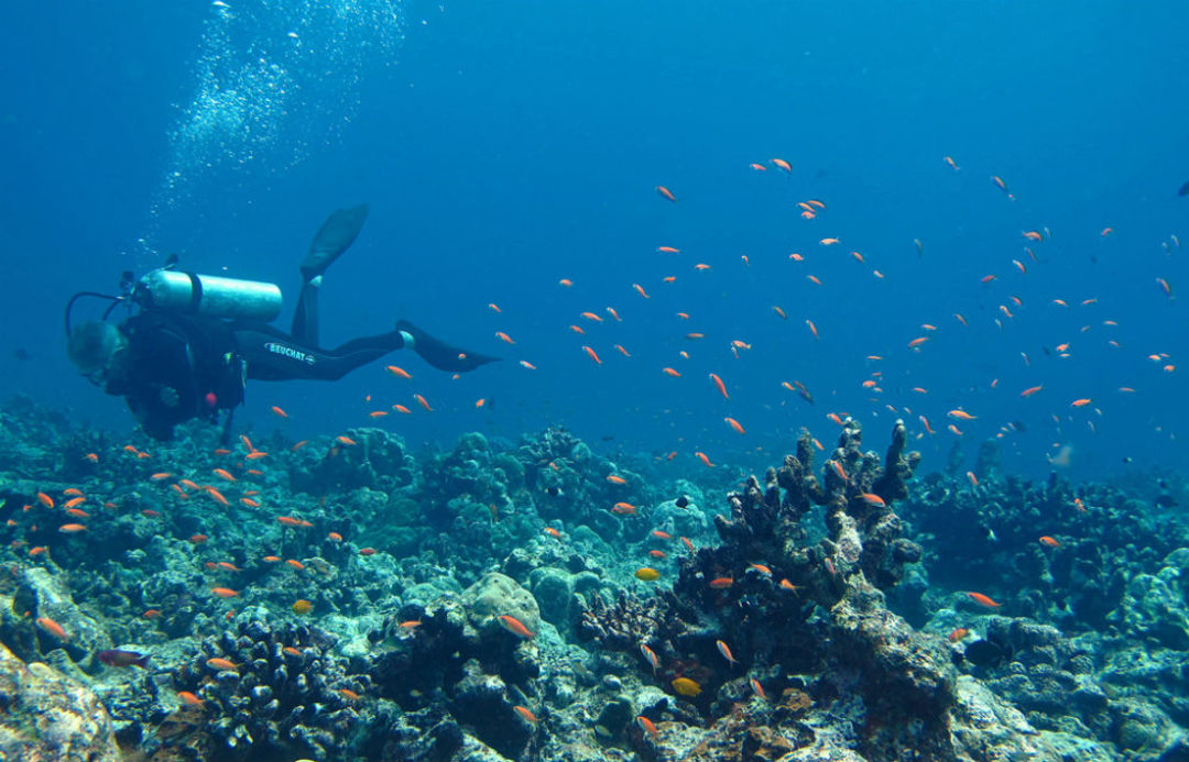 9 Best Scuba Diving Places In & Around Andaman So Andaman