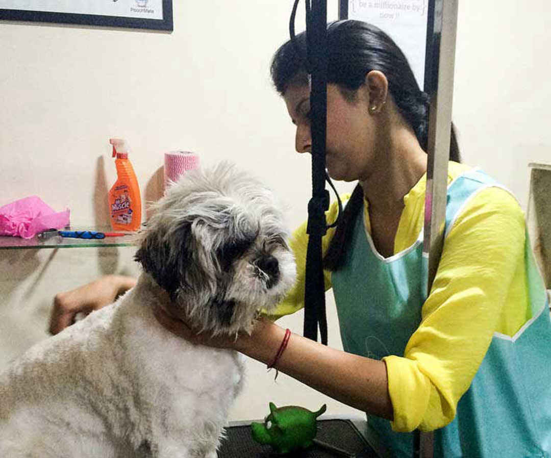 Top 7 Dog Grooming Parlours in Delhi So Delhi