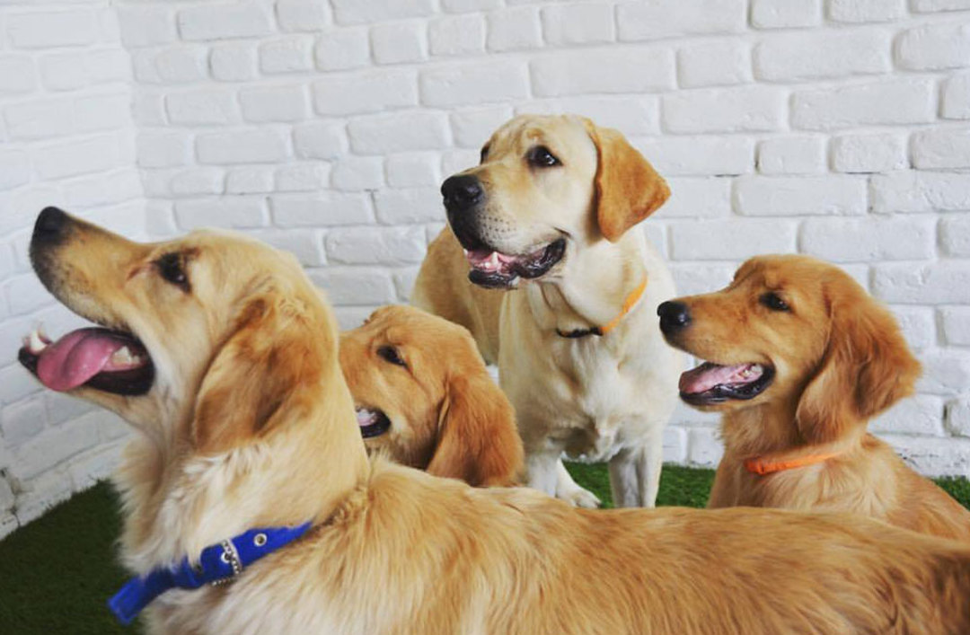 FurBall Story’s Dog Cafe Now Open In GGN! So Delhi