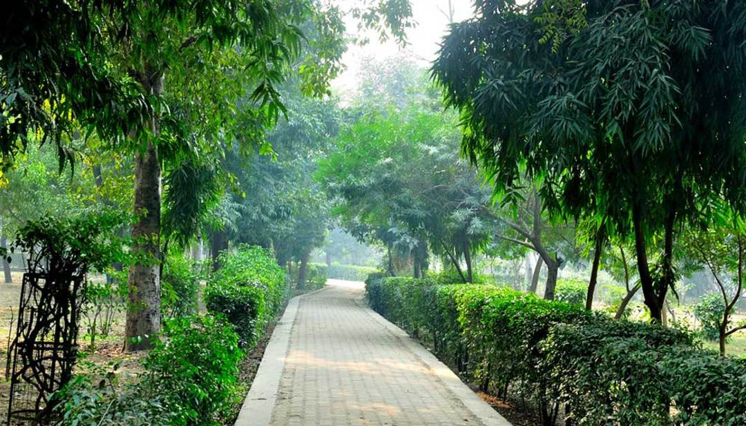 Salvage Park In Mayapuri, Delhi For A Picnic | So Delhi