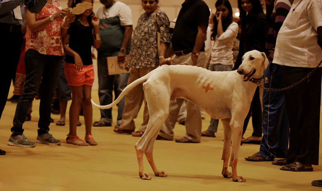 The India International Pet Trade Fair Is Coming This Feb! So Delhi