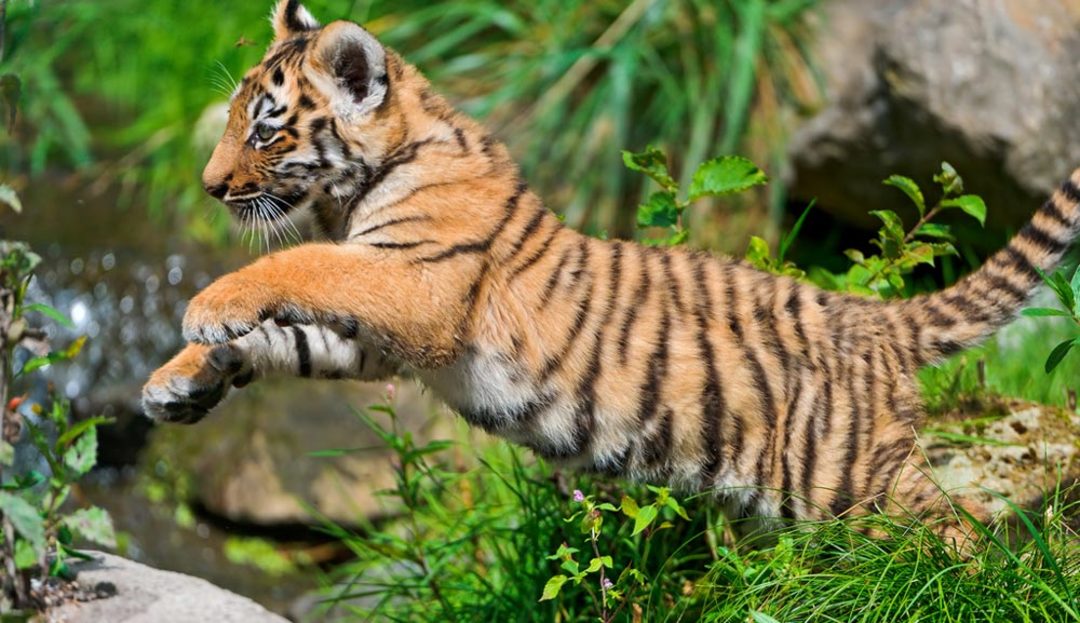 You Can Soon Own A Pet Tiger Thanks To Delhi Zoo! So Delhi