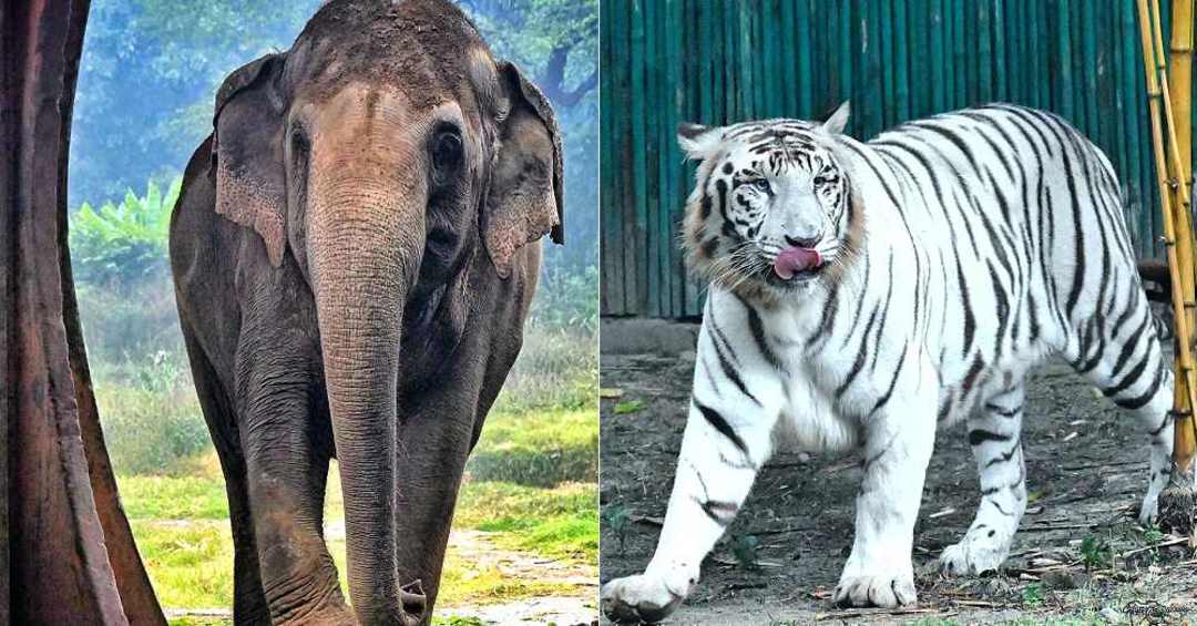 Adopt Exotic Animals At Delhi Zoo, 2022 | So Delhi Adopt Exotic Animals At Delhi Zoo, 2022 | So Delhi