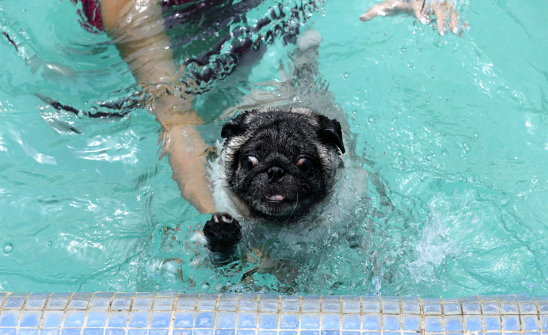 Check Out This Dog Pool Party + Cricket Match In Chattarpur So Delhi