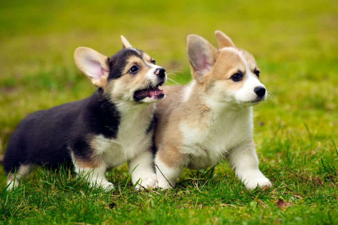 Puppy Renting Service In Delhi - Mad About Dogs | So Delhi