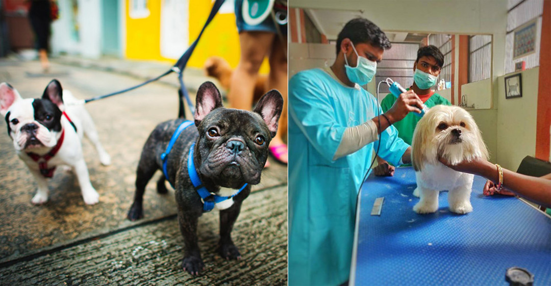 10 Best Pet Clinics In Delhi For All Pet Owners So Delhi