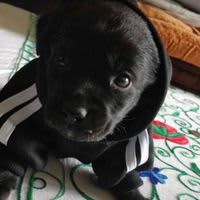 Divya Pratap Singh Raghav