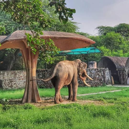 Delhi Zoo Reopening From March 1 For Family Hangout | So Delhi Delhi Zoo Reopening From March 1 For Family Hangout | So Delhi