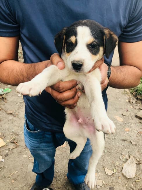 7 Best Animal Shelters To Volunteer At In Delhi NCR | So Delhi 7 Best Animal Shelters To Volunteer At In Delhi NCR | So Delhi