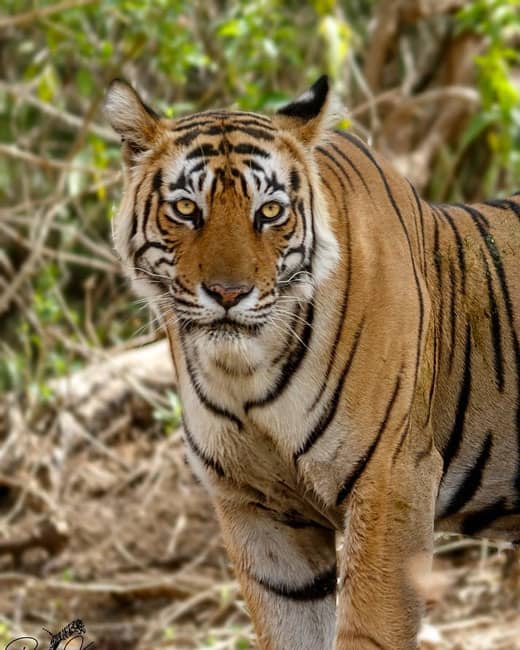 6 Best Jungle Safaris At Driving Distance From Delhi | So Delhi 6 Best Jungle Safaris At Driving Distance From Delhi | So Delhi