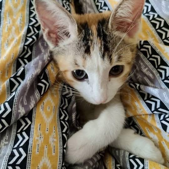 7 Best Animal Shelters To Volunteer At In Delhi NCR | So Delhi 7 Best Animal Shelters To Volunteer At In Delhi NCR | So Delhi
