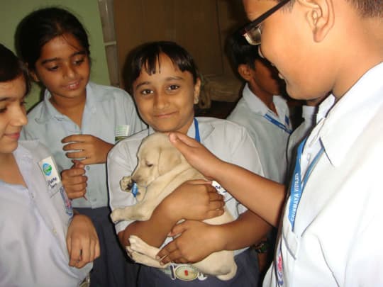7 Best Animal Shelters To Volunteer At In Delhi NCR | So Delhi 7 Best Animal Shelters To Volunteer At In Delhi NCR | So Delhi