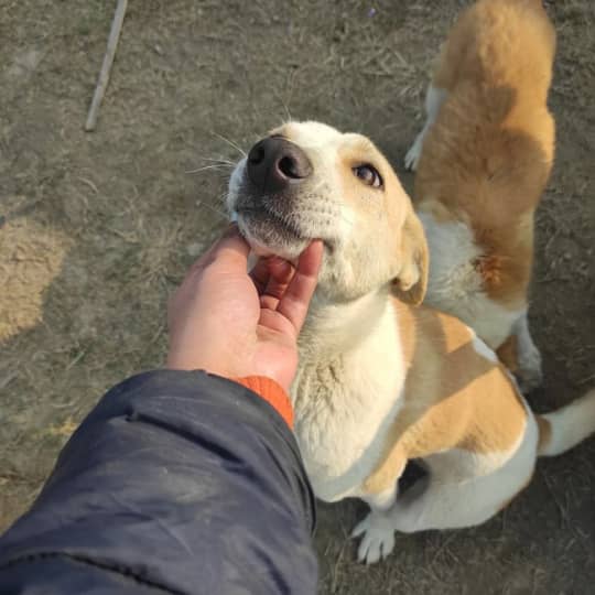 7 Best Animal Shelters To Volunteer At In Delhi Ncr So Delhi