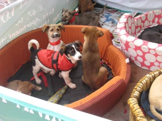 6 Best Ngos For Animals In Delhi You Must Visit So Delhi