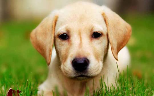 7 Best Things To Do With Your Pets In Delhi | So Delhi