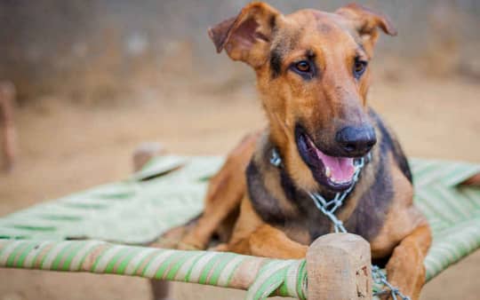 Only The Very Best For Your Pets - These Are The Top Animal Shelters & Hospitals in Delhi | So Delhi Only The Very Best For Your Pets - These Are The Top Animal Shelters & Hospitals in Delhi | So Delhi