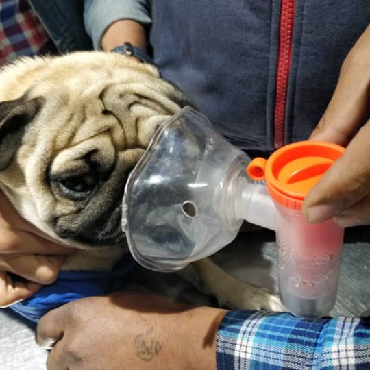 anand dog hospital