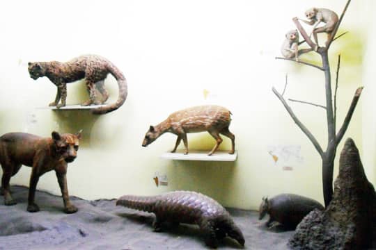 National Museum Of Natural History, Tansen Marg In Delhi | So Delhi National Museum Of Natural History, Tansen Marg In Delhi | So Delhi