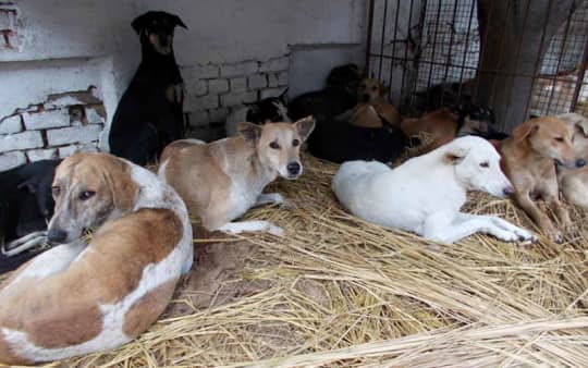 Only The Very Best For Your Pets - These Are The Top Animal Shelters & Hospitals in Delhi | So Delhi Only The Very Best For Your Pets - These Are The Top Animal Shelters & Hospitals in Delhi | So Delhi