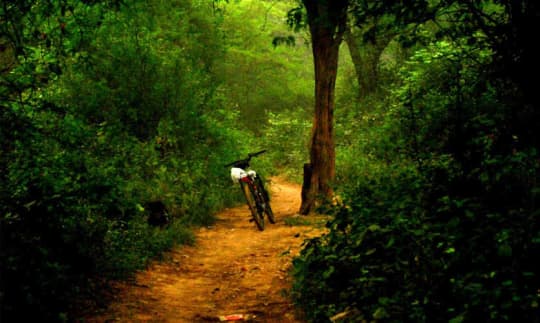 Bird Watching At Sanjay Van Delhi - The City Forest | So Delhi Bird Watching At Sanjay Van Delhi - The City Forest | So Delhi