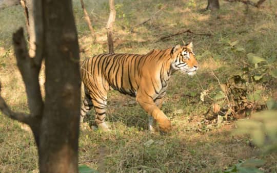 5 Reasons To Visit Rajaji National Park In Rishikesh So Rishikesh