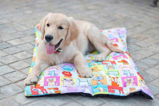 Pet Accessories - Pamper Your Pet