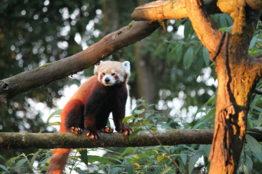 Padmaja Naidu Himalayan Zoological Park, Darjeeling | So Darjeeling Padmaja Naidu Himalayan Zoological Park, Darjeeling | So Darjeeling