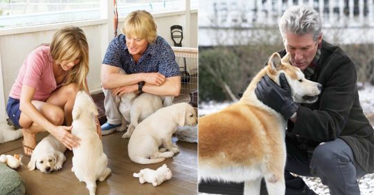 8 Best Pet Movies Online- Must-Watch For Animal Lovers | So City 8 Best Pet Movies Online- Must-Watch For Animal Lovers | So City