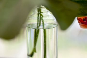 stems of plant in bottle by photographer in Saint Louis