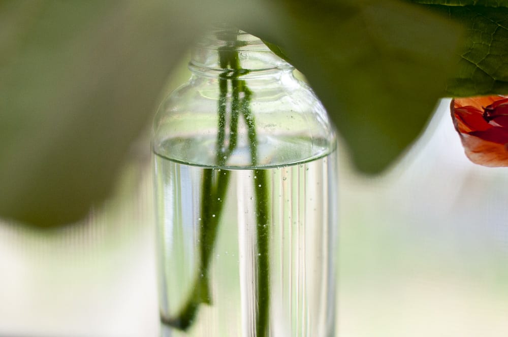 stems of plant in bottle by photographer in Saint Louis