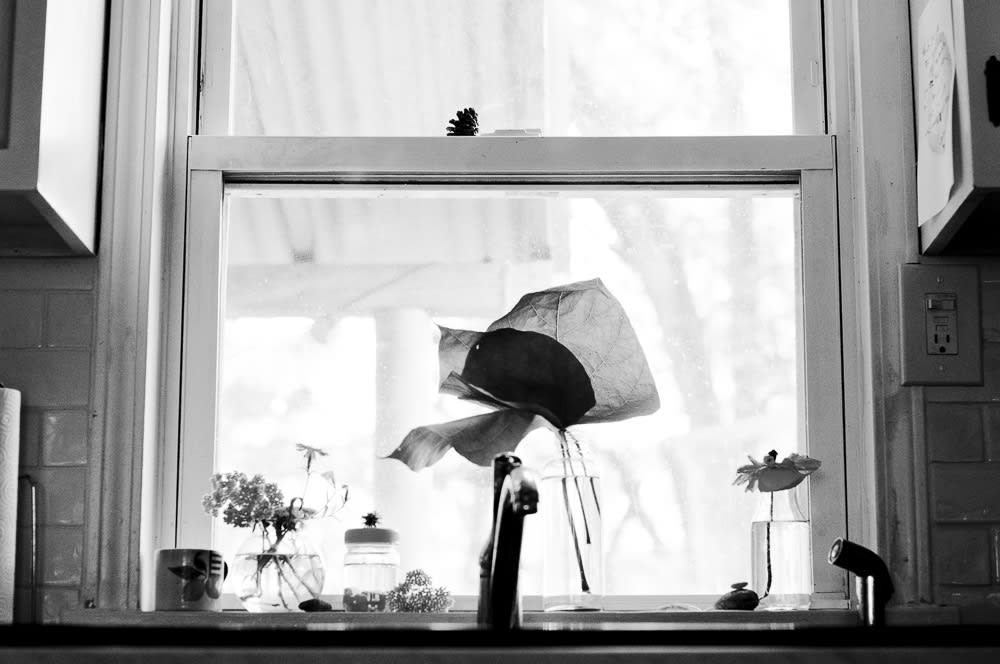 Black and white plants on window sill above kitchen sink