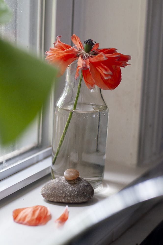 Dying poppy plant on window sill in a vase