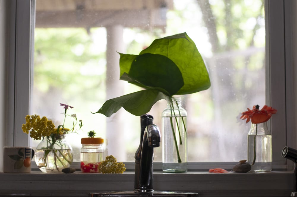 collection of plants on kitchen sink window sill