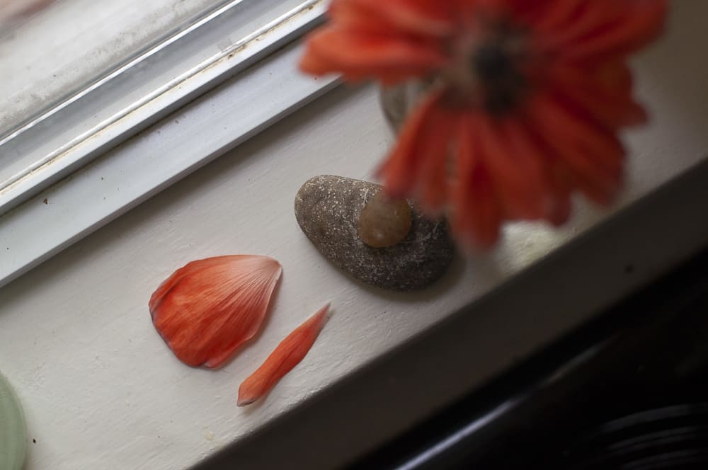 petals of poppy plant and a rock on a window sill in a saint louis kitchen