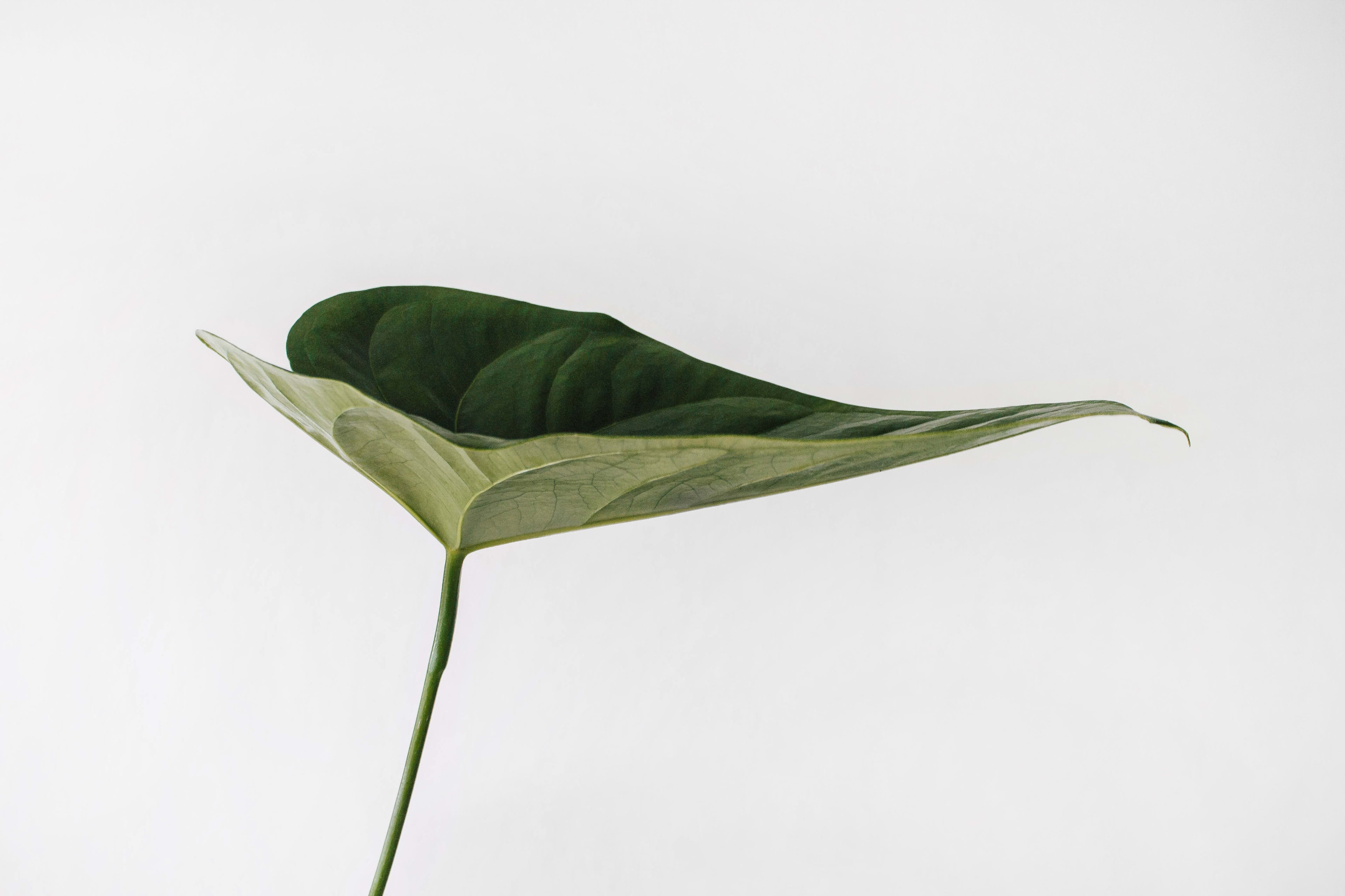 Cover Image for coverImage