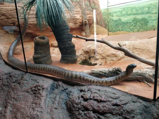 Python Python
