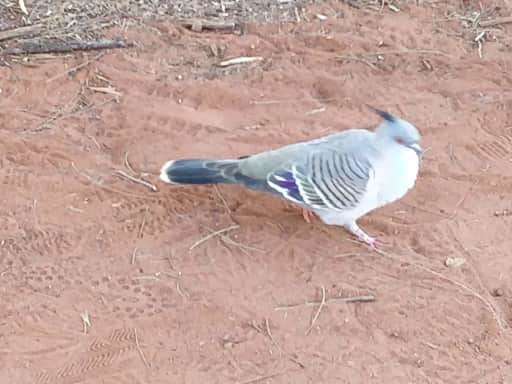 たまにやって来る鳥