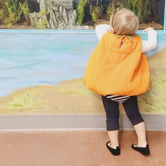 Rose looking into a fish tank