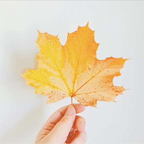 Yellow-orange leaf