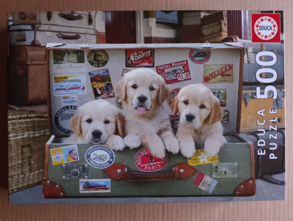 Three golden retriever puppies sitting inside a vintage suitcase covered in travel stickers.