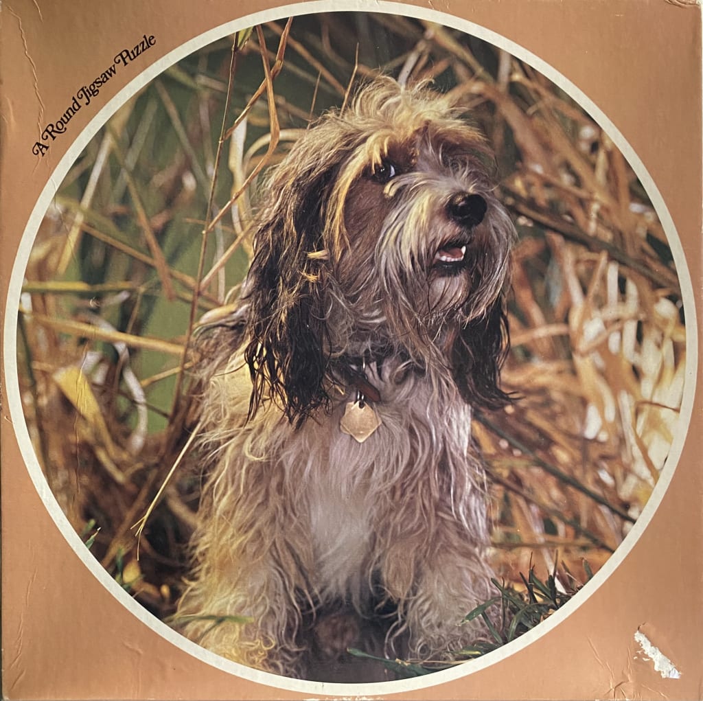 A fluffy, scruffy-haired dog with dark brown and tan fur, sitting amongst tall, dry golden grasses.
