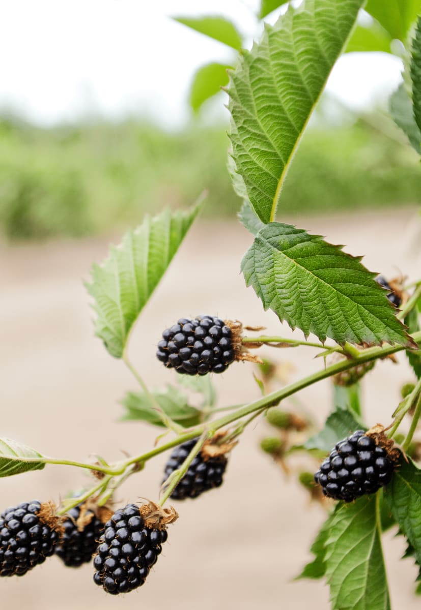 Blackberry