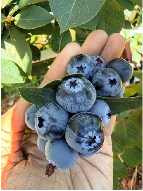 Blueberry