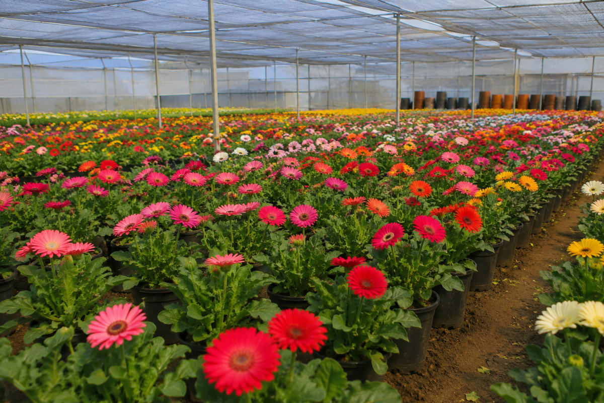 Flower Crops
