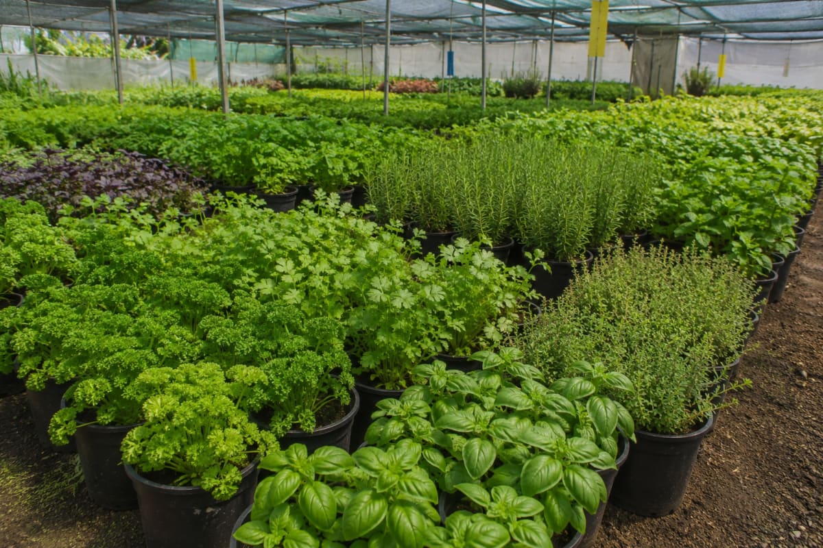 Herbs