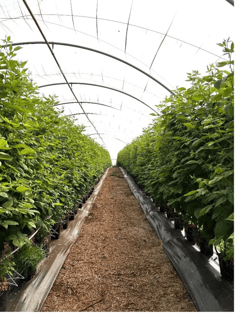 Rows of berry plants in pots inside a protected greenhouse tunnel
