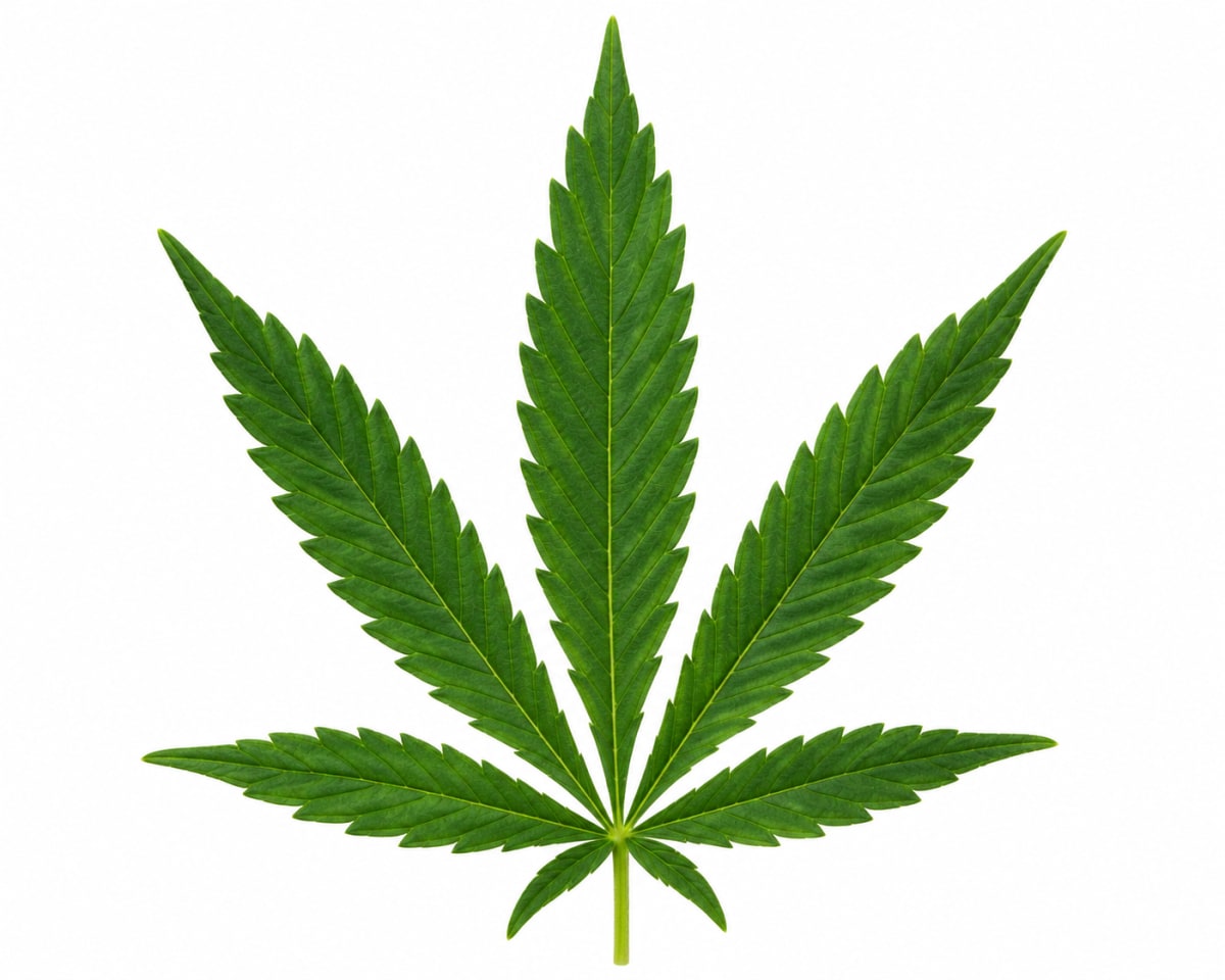 Medicinal Cannabis